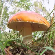 Instants Nature -  Découvrons les champignons à Vendôme