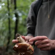 Introduction aux champignons en forêt d'Halatte