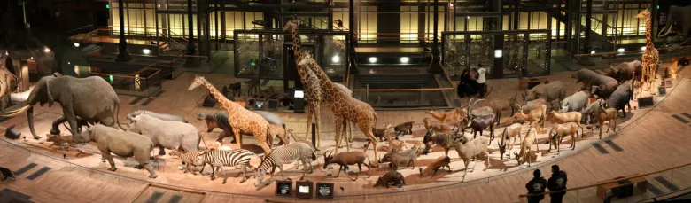 Faune Africaine dans la Grande Galerie de l'Évolution