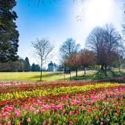 Jardins des Tulipes du château de Cheverny