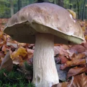 Journée Champignons