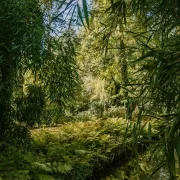 Journées du Patrimoine : Visite libre de l’Arboretum d’Ilex