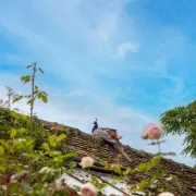 Journées du Patrimoine : Visite libre des Jardins de Roquelin