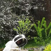 L'abeille sentinelle de l'environnement