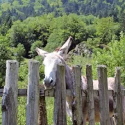 Une rando, une ferme auberge