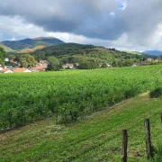 L’Atelier Découverte de la Ferme Kultur Piment