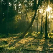 L\' Aubraie fête la Forêt d\'Avenir