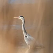 La biodiversité du lac