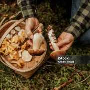 La découverte des champignons