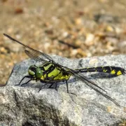 La double vie de Cécilia : découverte et inventaire des libellules