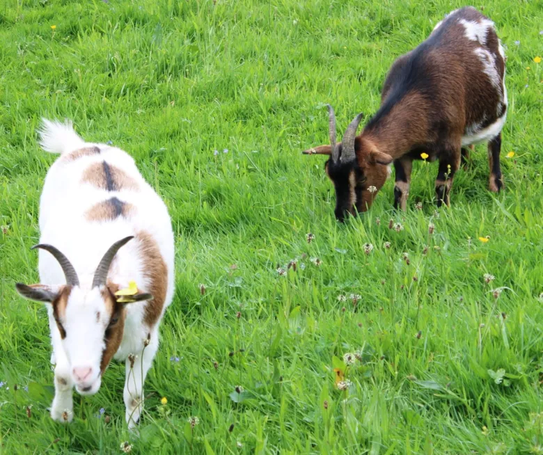 La Ferme d'Argentin vous propose de rencontrer les animaux de la ferme