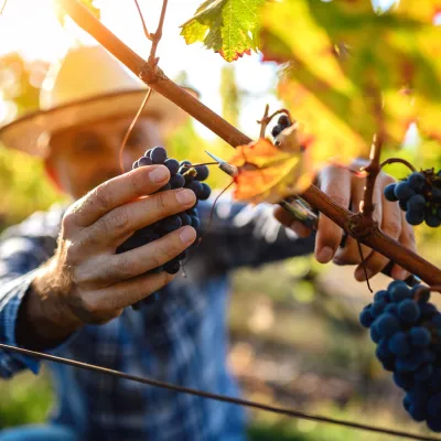 La Fête des Vendanges à Barr 2024