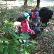 La forêt de Migelane