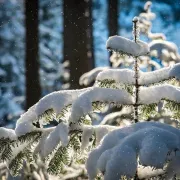 La forêt en hiver