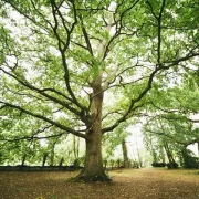 La forêt en tous sens