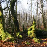 La Forêt Face Au Changement Climatique