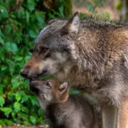 La Magie de Noël au Parc Animalier de Gramat