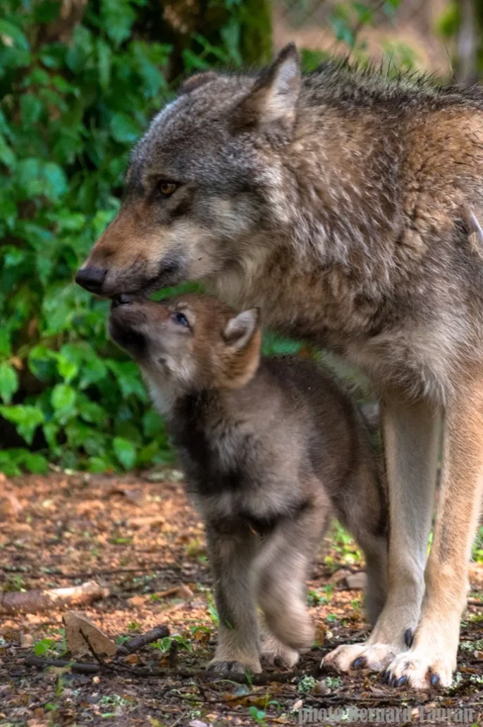 La Magie de Noël au Parc Animalier de Gramat