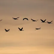 La migration des oiseaux