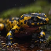 La nuit des salamandres