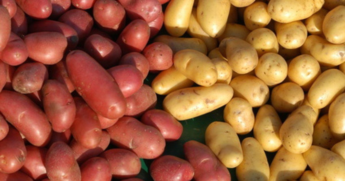 Les pommes de terre : les différentes variétés, leur utilisation