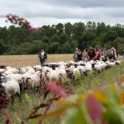 La Route de la Transhumance