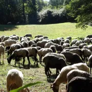 La Route de la Transhumance