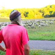 La route de la transhumance passe par Lartigue