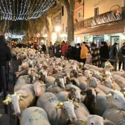 La Transhumance Lumineuse