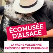 La vache vosgienne à l\'Écomusée d\'Alsace