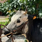 La vache vosgienne à l\'Écomusée d\'Alsace