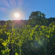 La Vigne Au Fil Des Saisons