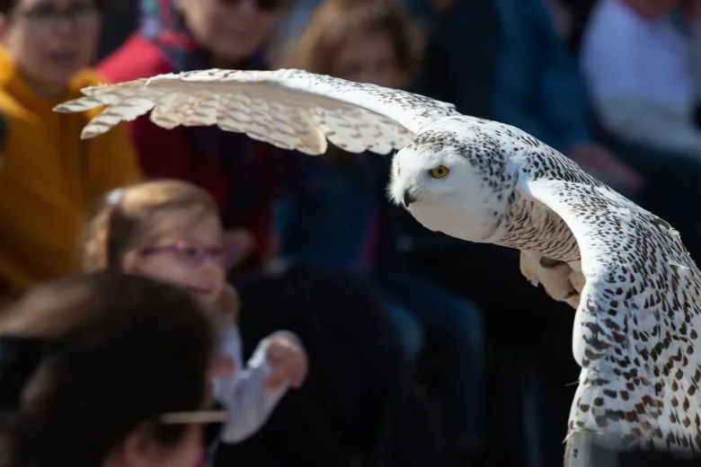 L'Harfang des neiges, en plein vol