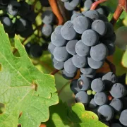 Le Clos des Bonnets tient son marché de noël