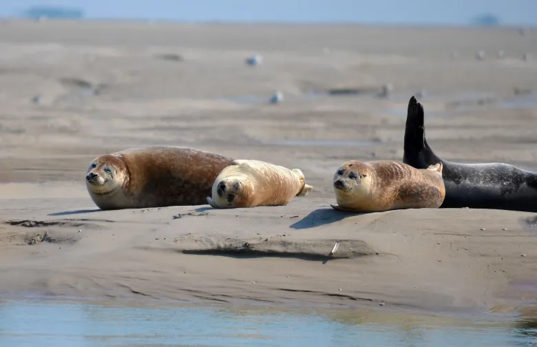 Les phoques de la Baie de Somme 