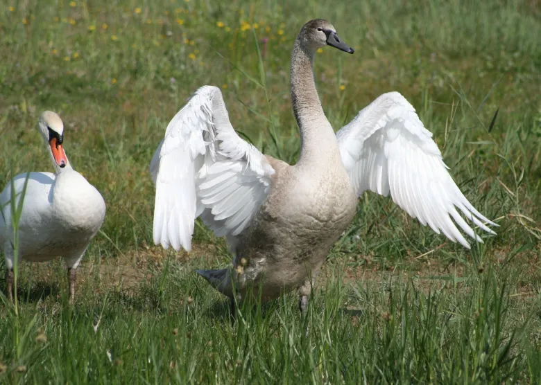 La beauté des oiseaux de la Baie de Somme à l'honneur