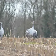 Le Grand voyage des Grues cendrées (en famille)