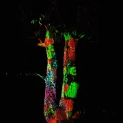 Le Jardin des Lumières