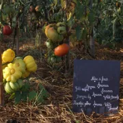 Le marché du château