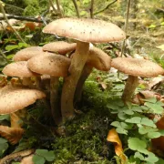 Le monde insolite des champignons