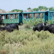 Le Petit train de Méjanes