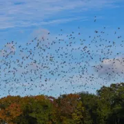 Le temps des palombes