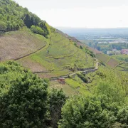Escapade à Thann et le vallon du Grumbach