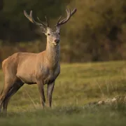 Les amours du Cerf