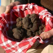 Les Ampélofolies Du Cabardès - Truffe Et Vin