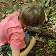 Les Ateliers de la Forêt