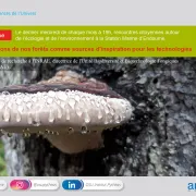 Les champignons de nos forêts comme sources d'inspiration pour les technologies