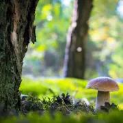 Les Champignons Des Boisements De Restinclières