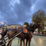 Les courses hippiques de Pont-de-Viviaux