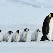 Les grands voyages naturalistes